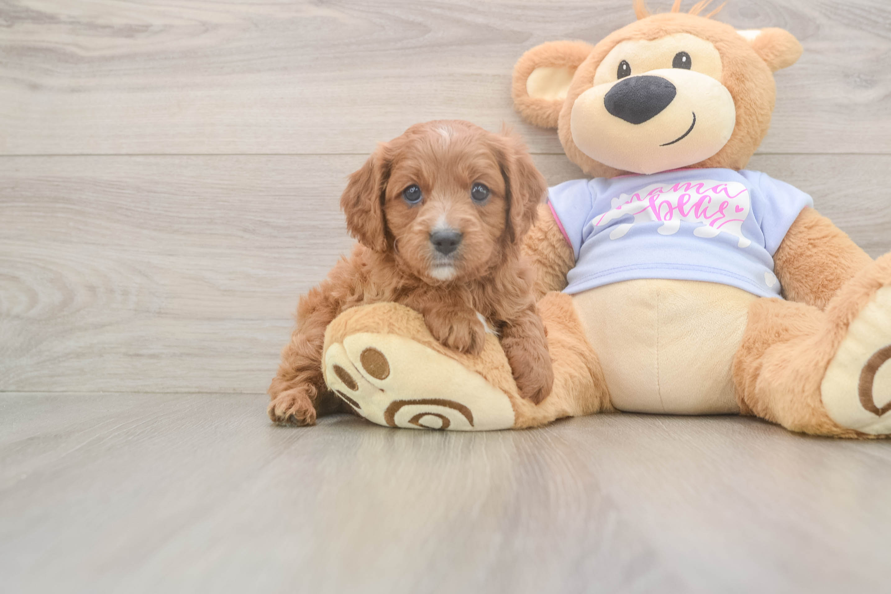 Cavapoo Puppy for Adoption