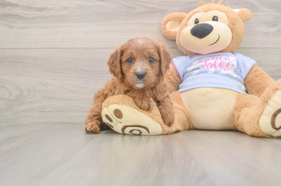 5 week old Cavapoo Puppy For Sale - Puppy Love PR