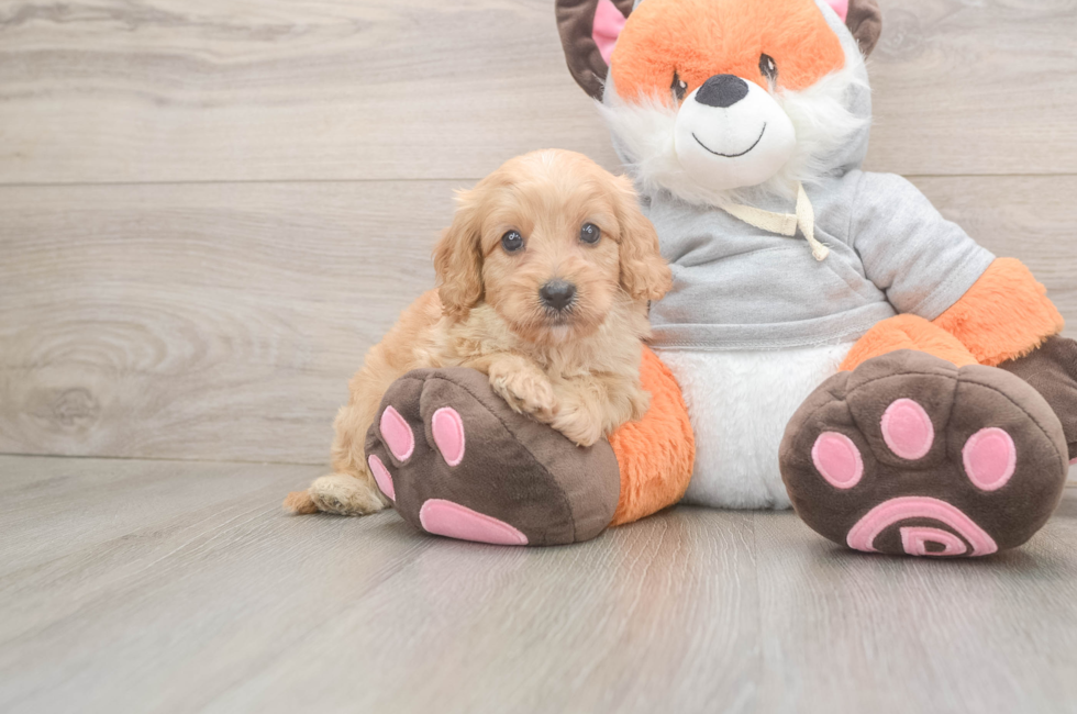 5 week old Cavapoo Puppy For Sale - Puppy Love PR