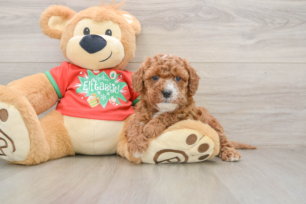 Best Cavapoo Baby