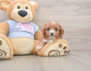 8 week old Cavapoo Puppy For Sale - Puppy Love PR