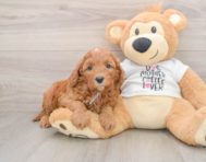 8 week old Cavapoo Puppy For Sale - Puppy Love PR