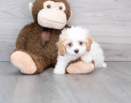 9 week old Cavapoo Puppy For Sale - Puppy Love PR