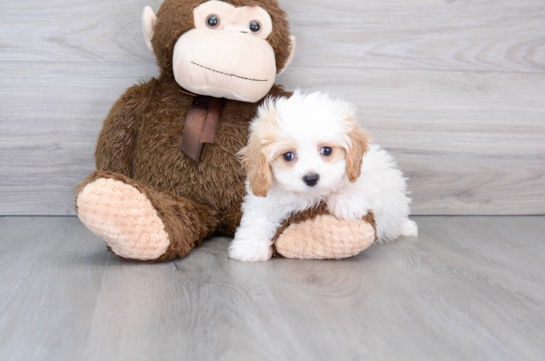 Fluffy Cavapoo Poodle Mix Pup