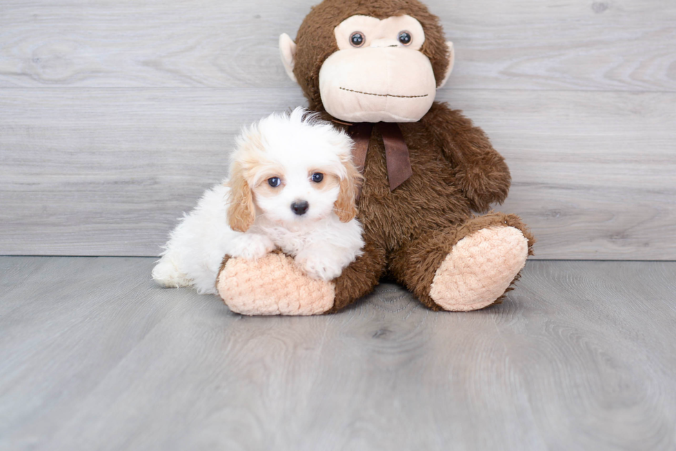 Best Cavapoo Baby