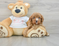 7 week old Cavapoo Puppy For Sale - Puppy Love PR