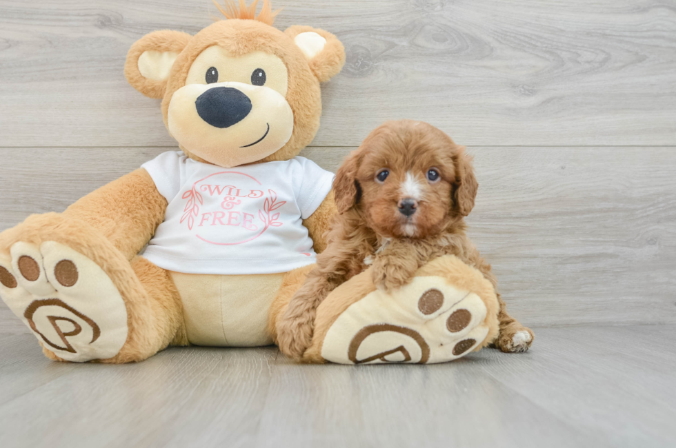 7 week old Cavapoo Puppy For Sale - Puppy Love PR