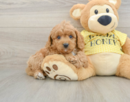9 week old Cavapoo Puppy For Sale - Puppy Love PR