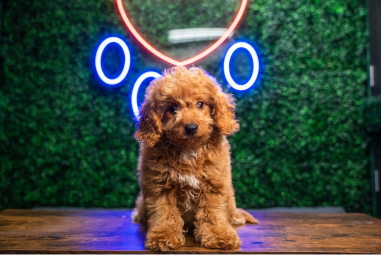 Cavapoo Puppy for Adoption