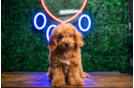 Cavapoo Puppy for Adoption