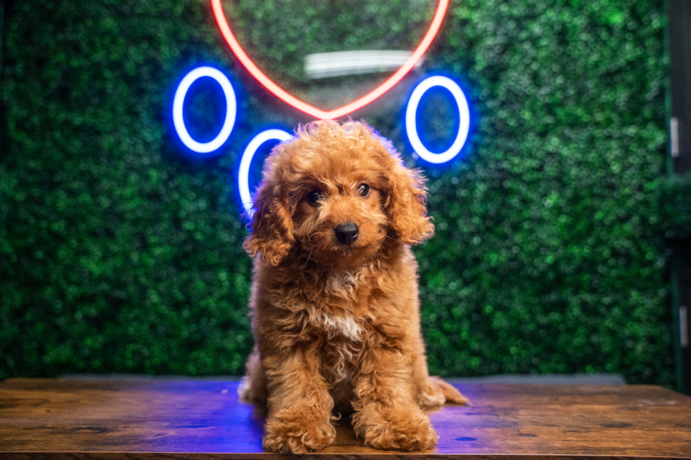 Cavapoo Puppy for Adoption