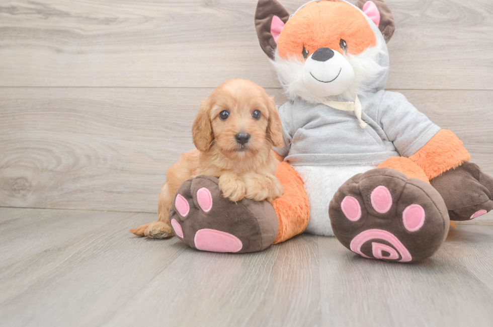 5 week old Cavapoo Puppy For Sale - Puppy Love PR