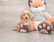 7 week old Cavapoo Puppy For Sale - Puppy Love PR 7 week old Cavapoo Puppy For Sale - Puppy Love PR