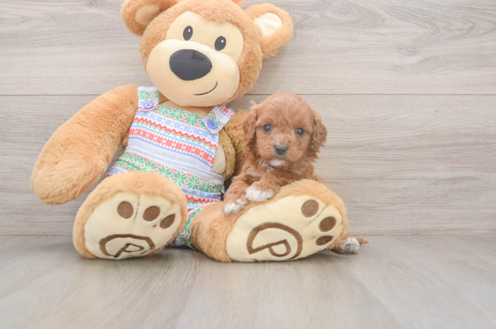 5 week old Cavapoo Puppy For Sale - Puppy Love PR
