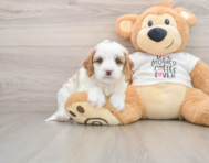 8 week old Cavapoo Puppy For Sale - Puppy Love PR