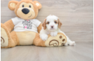 Best Cavapoo Baby