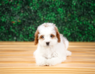9 week old Cavapoo Puppy For Sale - Puppy Love PR