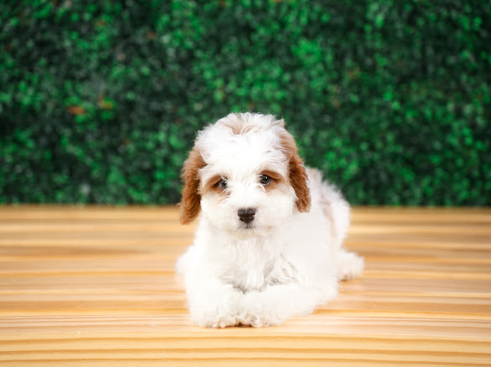 Cute Cavadoodle Poodle Mix Puppy