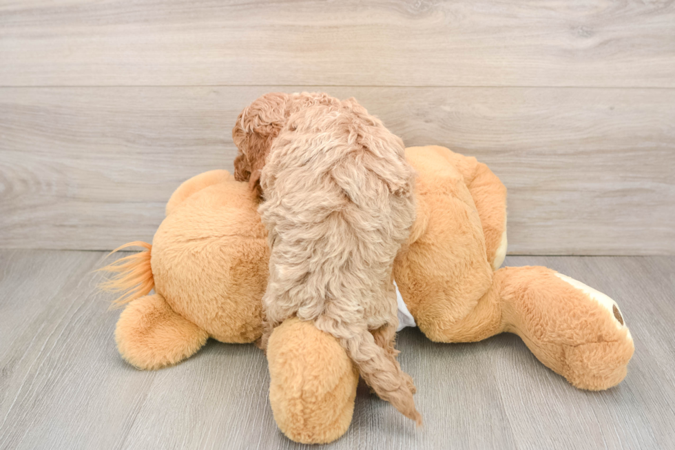 Hypoallergenic Cavadoodle Poodle Mix Puppy