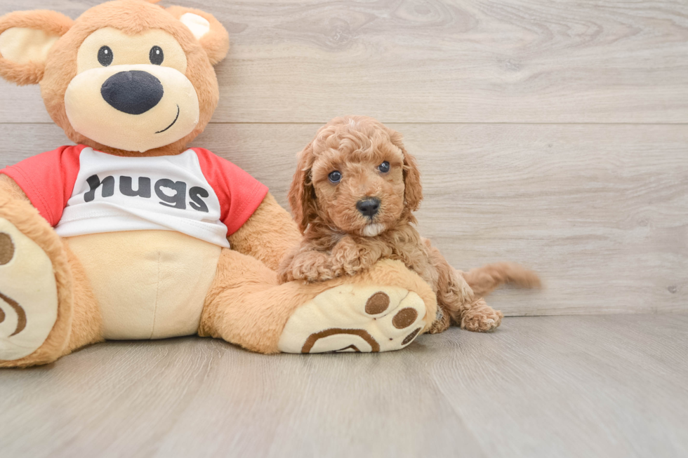Best Cavapoo Baby