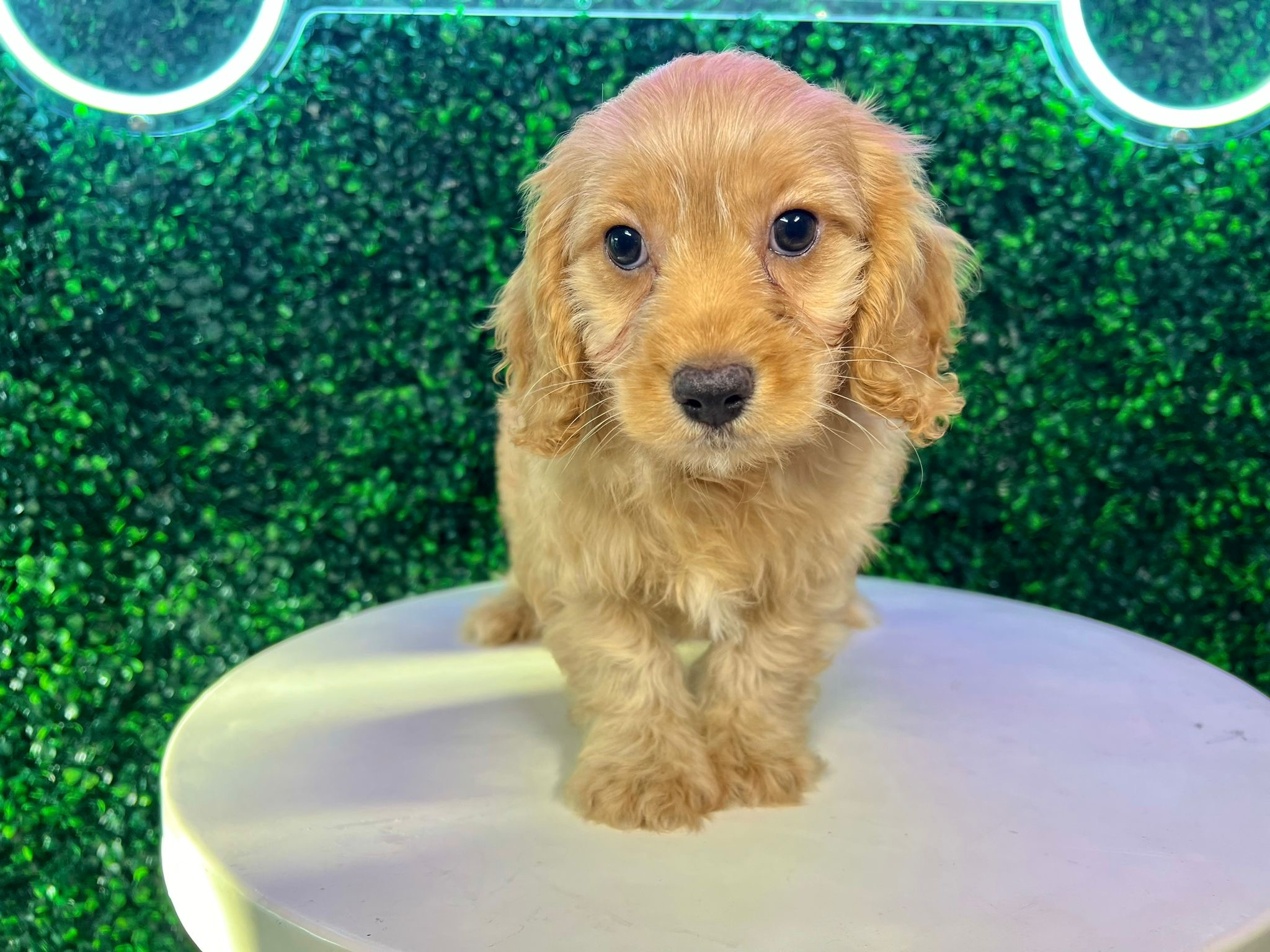 Cute Cavoodle Poodle Mix Puppy