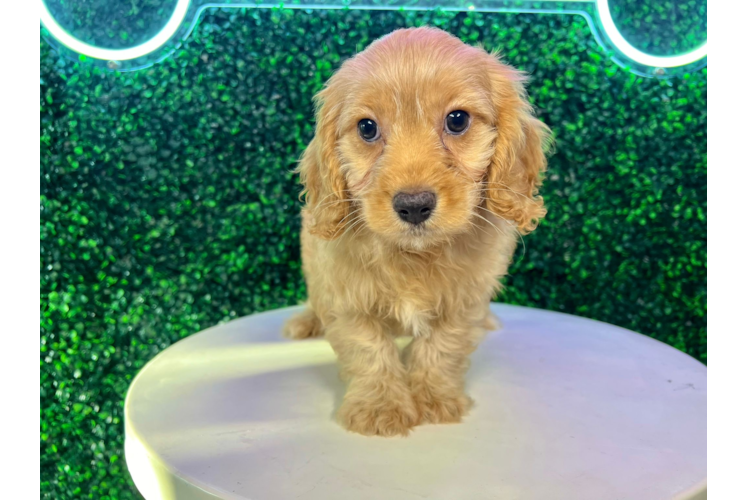 Meet Otis - our Cavapoo Puppy Photo 1/4 - Puppy Love PR Cute Cavoodle Poodle Mix Puppy