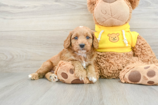 Smart Cavapoo Poodle Mix Pup