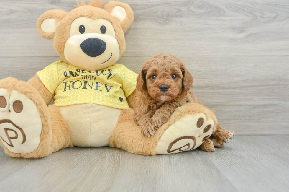 5 week old Cavapoo Puppy For Sale - Puppy Love PR