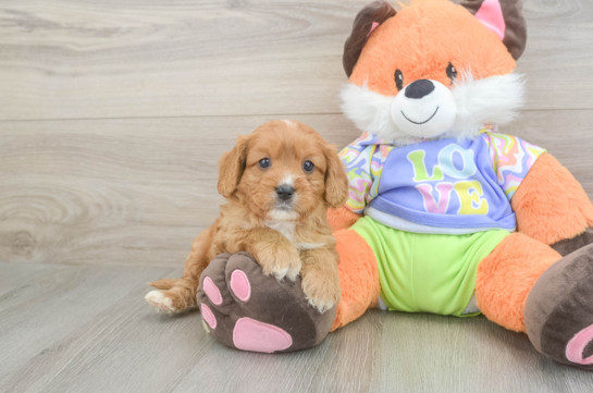 Petite Cavapoo Poodle Mix Pup