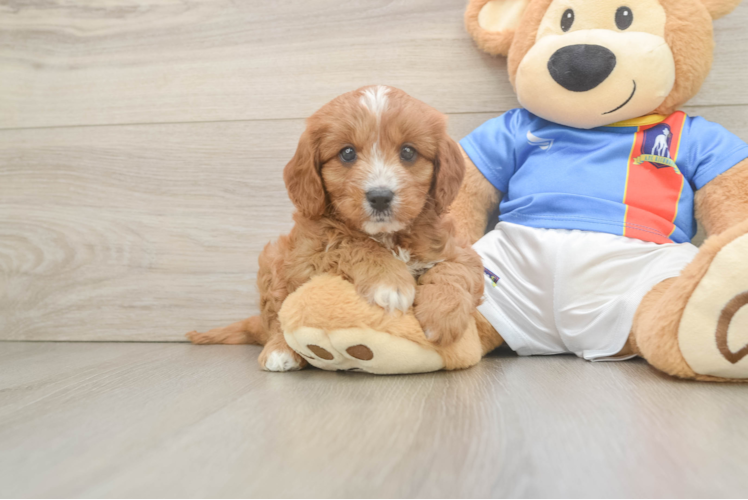 Best Cavapoo Baby