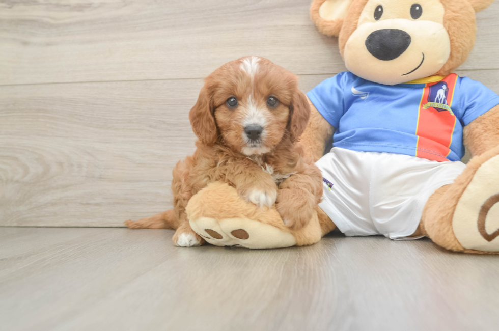 6 week old Cavapoo Puppy For Sale - Puppy Love PR