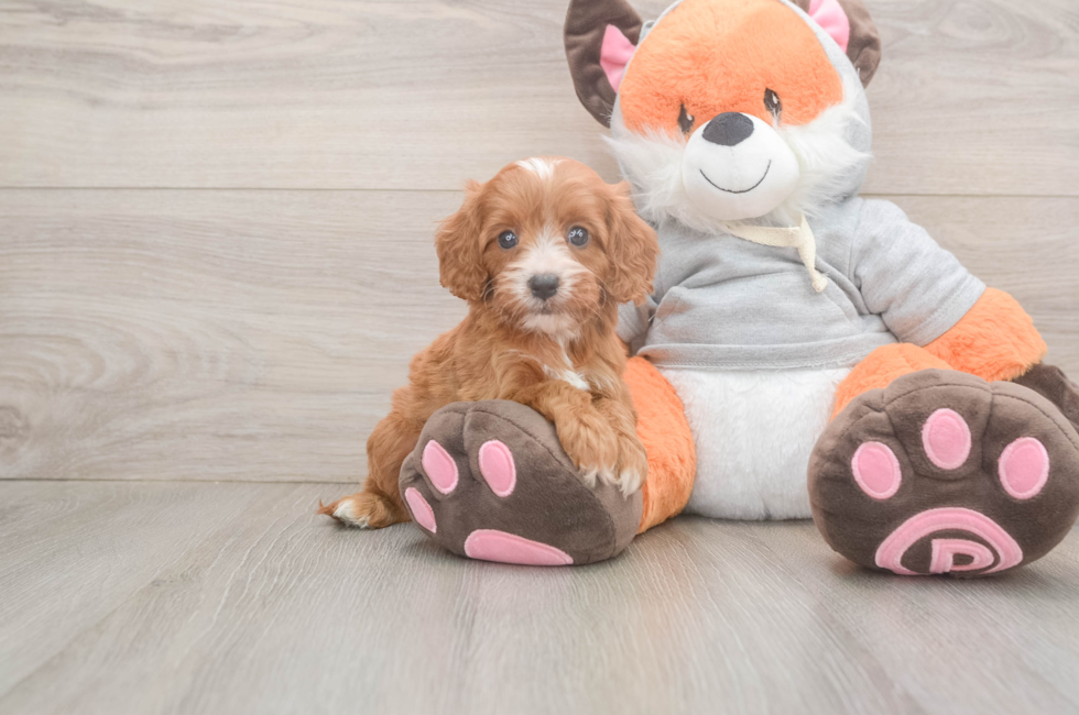 5 week old Cavapoo Puppy For Sale - Puppy Love PR