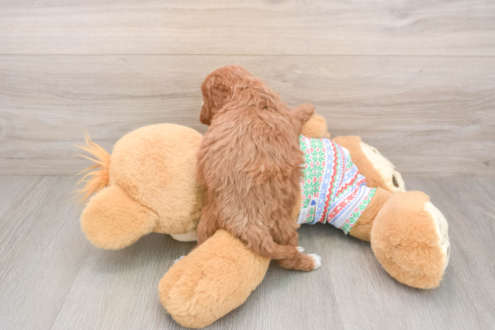 Little Cavipoo Poodle Mix Puppy