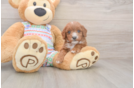 Best Cavapoo Baby