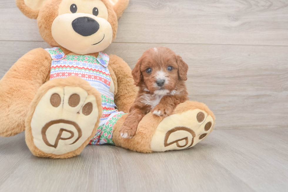 Best Cavapoo Baby