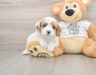 8 week old Cavapoo Puppy For Sale - Puppy Love PR