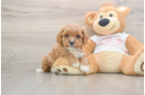 Fluffy Cavapoo Poodle Mix Pup