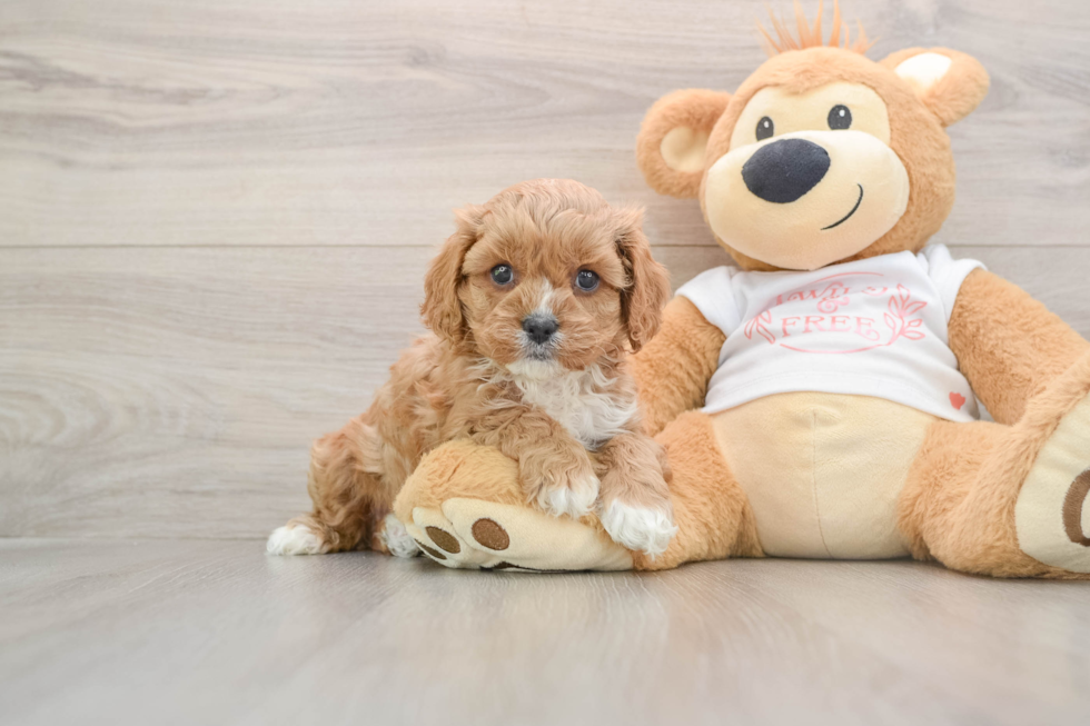 Fluffy Cavapoo Poodle Mix Pup