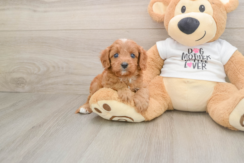 Playful Cavapoodle Poodle Mix Puppy