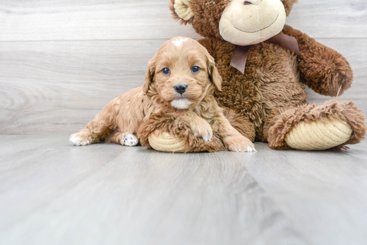 Cavapoo Pup Being Cute