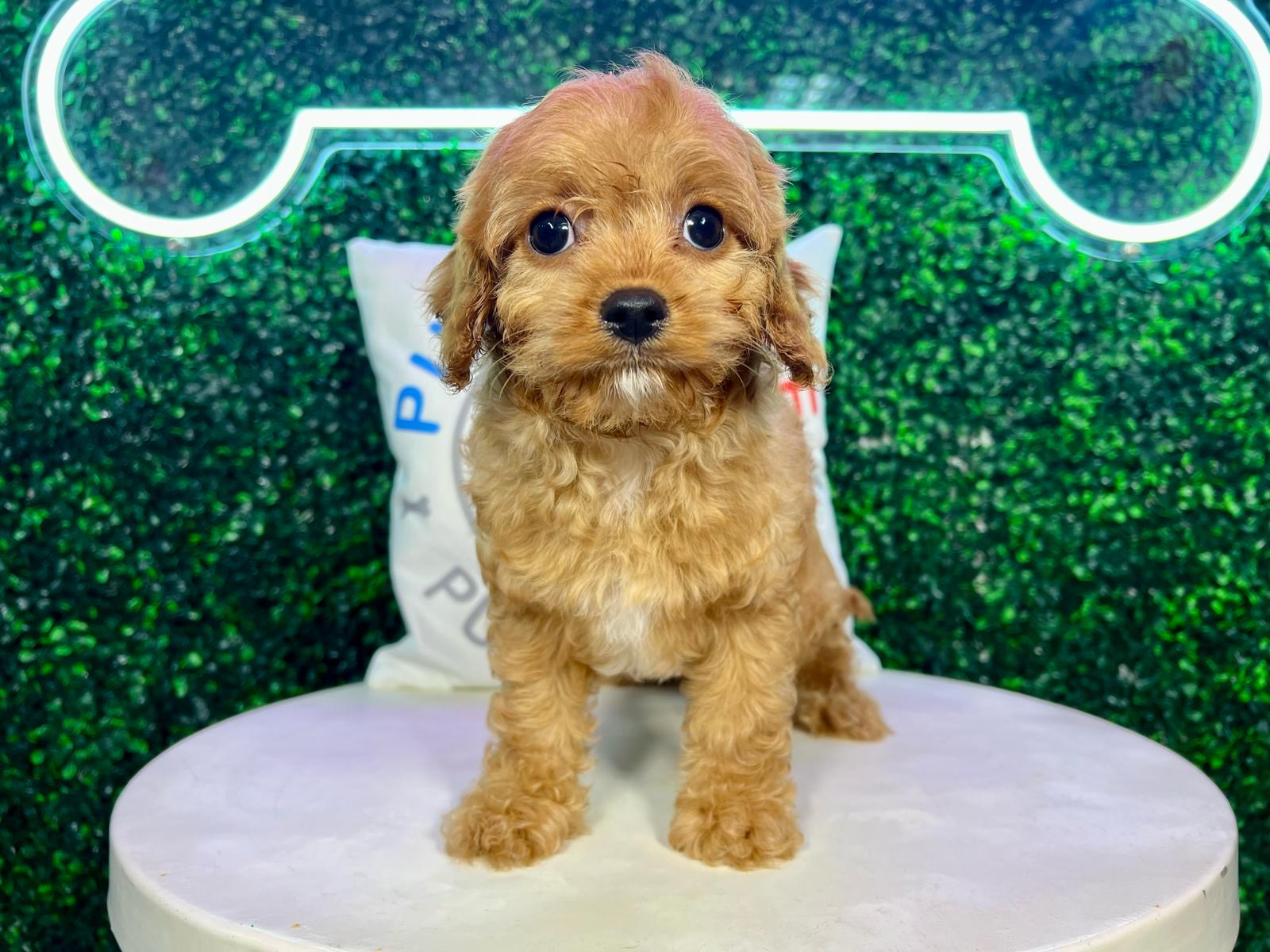Best Cavapoo Baby