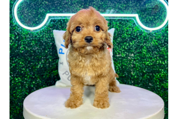 Meet Pacino - our Cavapoo Puppy Photo 1/4 - Puppy Love PR Best Cavapoo Baby