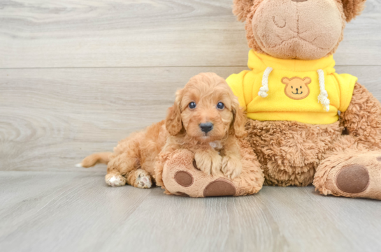 Sweet Cavapoo Baby