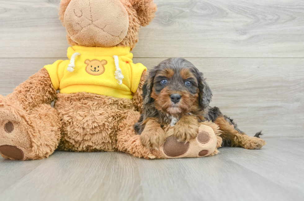 7 week old Cavapoo Puppy For Sale - Puppy Love PR