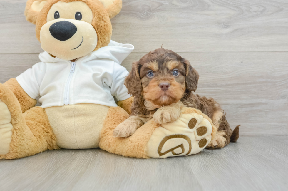 6 week old Cavapoo Puppy For Sale - Puppy Love PR