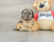 9 week old Cavapoo Puppy For Sale - Puppy Love PR