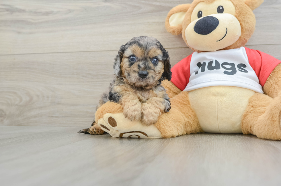 8 week old Cavapoo Puppy For Sale - Puppy Love PR