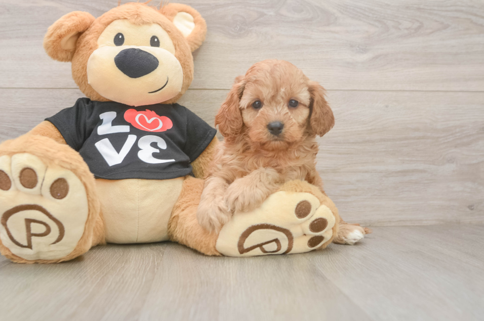 5 week old Cavapoo Puppy For Sale - Puppy Love PR
