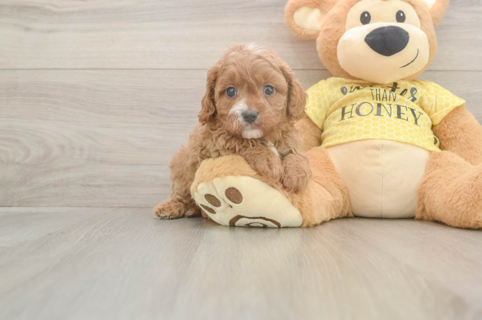 5 week old Cavapoo Puppy For Sale - Puppy Love PR
