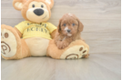 Cavapoo Puppy for Adoption